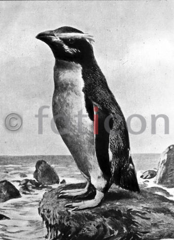 Pinguin | Penguin - Foto foticon-600-simon-meer-363-030-sw.jpg | foticon.de - Bilddatenbank für Motive aus Geschichte und Kultur